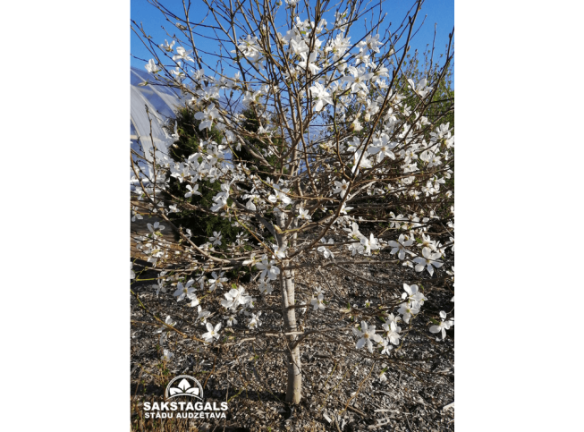 Magnolia kobus